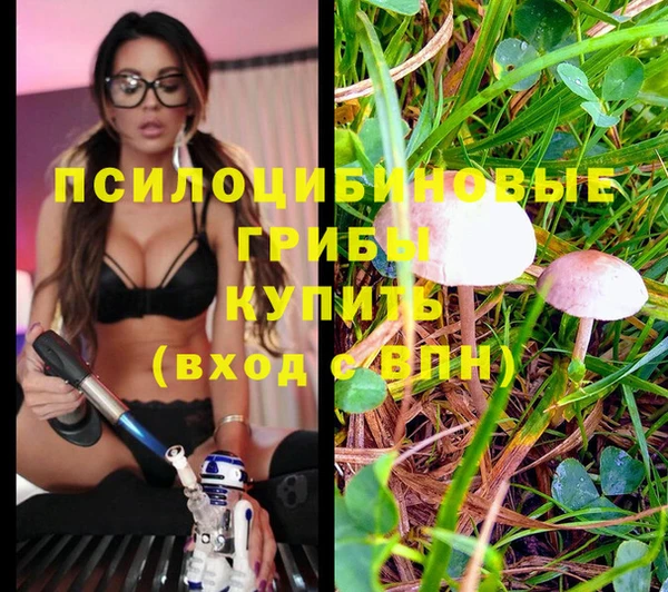 прущие грибы Сосновоборск